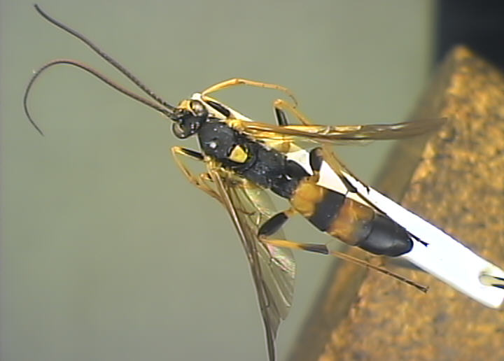 Amblyteles armatorius